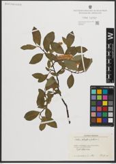 Foto von Salix phylicifolia L.